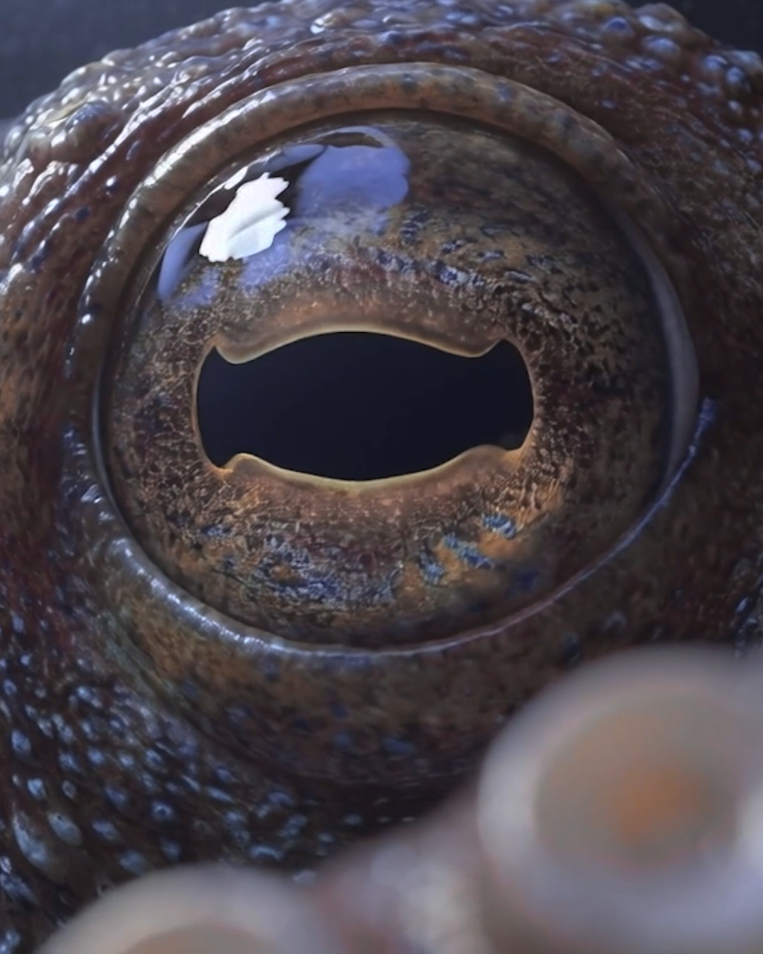 Prada — video 1 frame 7